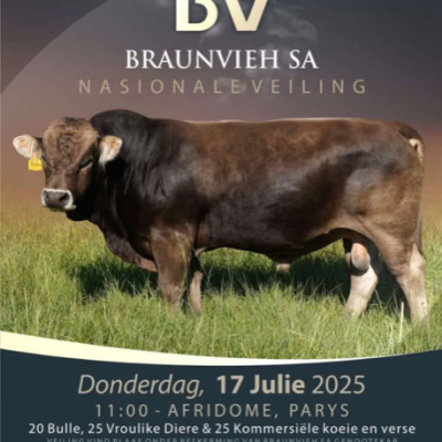 Braunvieh SA Veiling
